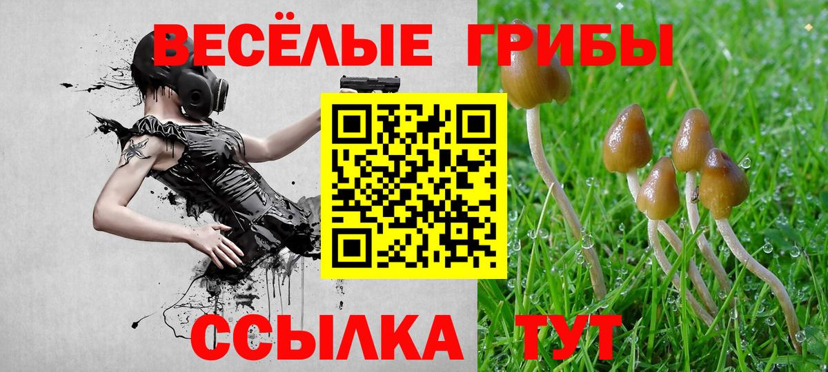 Псилоцибиновые грибы Psilocybine cubensis Ачинск